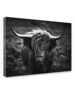 Tavla Canvas 75x100 Highland Horns