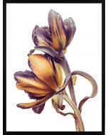 Poster 30x40 Spring Flower Orange