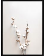 Poster 50x70 Beige Cotton plant