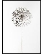 Poster 30x40 Nature Dandelion (planpackad)